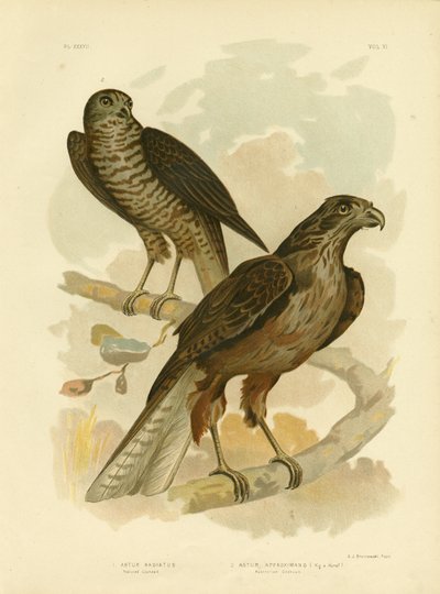Radiated Goshawk by Gracius Broinowski